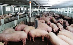 Chủ động chống buôn lậu lợn, sản phẩm của lợn từ nước ngoài vào Việt Nam