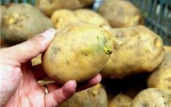 Ăn khoai tây mọc mầm: Đừng đùa với "tử thần"