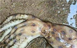 Xuất hiện loài mực cực độc ở đảo Phú Quốc là thông tin "nhảm nhí", "giật gân"