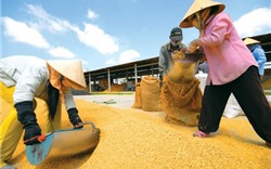 Việt Nam chính thức có thương hiệu gạo quốc gia