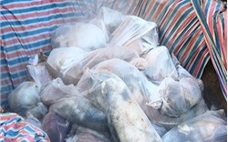 Bắt giữ xe tải chở 240 con lợn bị bệnh đang trên đường đi tiêu thụ