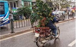 Thu nhập “khủng” từ dịch vụ vận chuyển cây cảnh ngày Tết
