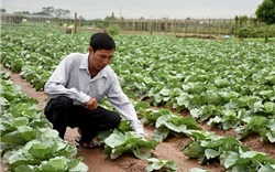 Hà Nội phê duyệt Kế hoạch cơ cấu lại ngành nông nghiệp giai đoạn 2019-2020
