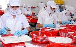 Xuất khẩu mực, bạch tuộc của Việt Nam sang EU chững lại