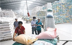 Iraq mua hơn 100.000 tấn gạo của Việt Nam qua thỏa thuận trực tiếp