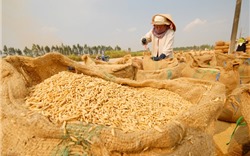Tạo điều kiện giảm lãi suất và tăng hạn mức tín dụng cho sản xuất, kinh doanh lúa gạo