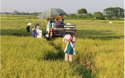 Lối đi bền vững cho lúa gạo