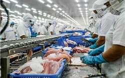Giá cá tra Việt Nam có thể giảm dần vào năm 2019