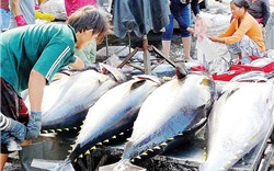 Cá ngừ Việt Nam, triển vọng xuất khẩu sang thị trường EU