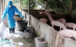 Tăng cường bảo vệ môi trường trong phòng, chống dịch tả lợn châu Phi