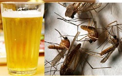 Thực hư mẹo dùng bia bắt sạch muỗi trong nhà