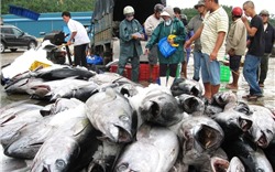 Xuất khẩu cá ngừ sang Mexico, cơ hội từ CPTPP