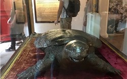Tiêu bản cụ rùa hồ Gươm được đưa vào đền Ngọc Sơn