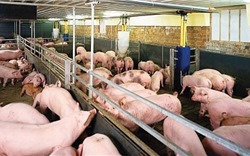Tổng trọng lượng lợn bị bệnh và tiêu hủy chiếm khoảng 0,08% so với tổng nguồn cung