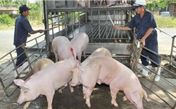 Siết chặt quản lý nhập khẩu lợn không rõ nguồn gốc xuất xứ tại đầu mối giao thông