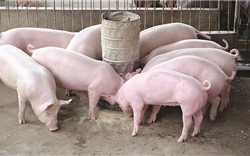 Nhiều địa phương sắp công bố hết dịch tả lợn châu Phi