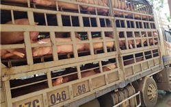 Thanh Hóa: Tiêu hủy hơn 230 con lợn nhiễm dịch tả châu Phi đang trên đường đi tiêu thụ