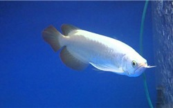 Ngắm vẻ đẹp của con cá màu trắng có giá ngang 1 chiếc siêu xe
