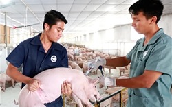 Bệnh lợn gạo rất khó có thể xảy ra với trình độ chăn nuôi hiện đại