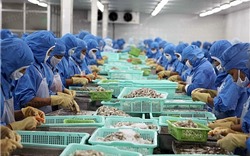 Chile – Thị trường mới nổi cho xuất khẩu tôm Việt Nam