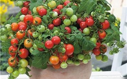 Rung cây giúp cà chua trên ban công đậu quả trĩu cành: Nghe lạ đời nhưng thành quả thì thật khó tin