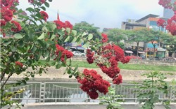 Chiêm ngưỡng vẻ kiêu sa của loài hoa dễ &#39;gây thương nhớ&#39; ở Hà Nội