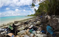 New Zealand: Chính thức cấm túi nhựa sử dụng một lần
