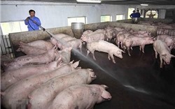 Những biện pháp cần triển khai khi tái đàn lợn sau thời điểm xảy ra dịch tả lợn châu Phi