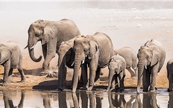 Chấm dứt xuất khẩu tàn nhẫn voi châu Phi cho các cơ sở nuôi nhốt động vật hoang dã