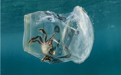 Báo động ô nhiễm đại dương do rác thải nhựa