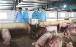 Hà Nội: Tiêu diệt ổ dịch tả lợn châu Phi với 145.467 lít hóa chất