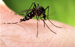 10 cách đuổi muỗi hiệu quả nhất mà không cần dùng thuốc xịt hoặc hóa chất