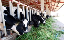 Nợ hơn 30.000 tỷ, Hoàng Anh Gia Lai vẫn “khát vốn” nuôi bò