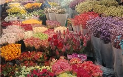 Sắc hoa Tết Kỷ Hợi rộn ràng từ chợ đầu mối ra phố