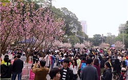 Lễ hội hoa anh đào Nhật Bản - Hà Nội 2019 kéo dài đến hết ngày 2-4