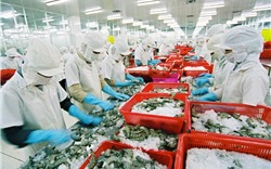 Hoa Kỳ tiếp tục đặt niềm tin vào sản phẩm tôm từ Việt Nam
