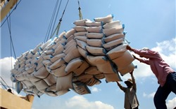 Xuất khẩu gạo giữ nhịp tăng trưởng tốt