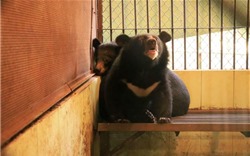 Cứu hộ thành công hai cá thể gấu con từ Rạp xiếc Trung ương Hà Nội