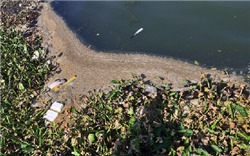 Đà Nẵng: Nước sông Hàn ô nhiễm do nước thải từ các nhà hàng