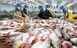 Xuất khẩu cá tra vào ASEAN tăng mạnh