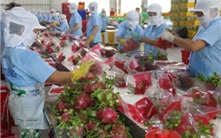 Xuất khẩu rau quả hướng tới mục tiêu 5 tỷ USD