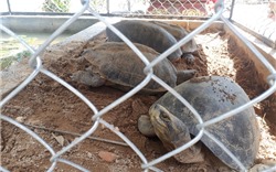 Quảng Nam: Tịch thu 7 cá thể rùa trọng lượng hơn 30kg nghi là rùa quý hiếm