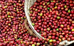 Giá cà phê hôm nay 2/6: Dao động từ 33.200 – 33.900 đồng/kg