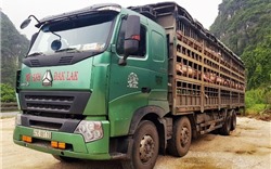 Thanh Hóa: Bắt giữ, tiêu hủy 160 con lợn nghi nhiễm dịch tả châu Phi