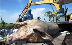 Thêm hai tỉnh Kon Tum, Bạc Liêu xuất hiện ổ dịch tả lợn châu Phi