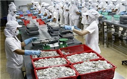 Xuất khẩu mực, bạch tuộc sang thị trường Hàn Quốc tăng trưởng mạnh