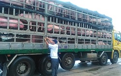 Tăng cường kiểm soát các đầu mối giao thông để phòng chống dịch tả lợn Châu Phi