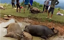 Lạng Sơn: Một đàn trâu 9 con bị sét đánh chết