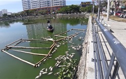 Cá chết trắng bụng tại hồ nước trung tâm thành phố