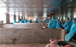 Một số giải pháp cấp bách phòng, chống bệnh Dịch tả lợn Châu Phi